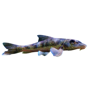 似鮈鱼翻砂鱼清洁鱼工具鱼棒花鱼高端冷水观赏鱼清道夫不加温好养