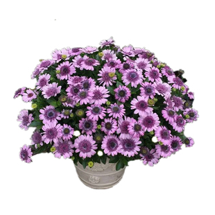 满24元包邮蓝目菊花苗 小苗 南非万寿菊 庭院花卉室内重瓣 易开花
