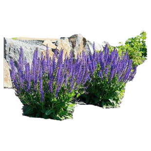 花镜植物墨西哥鼠尾草林荫鼠尾草盆栽带花大苗多年生阳台庭院耐热