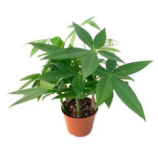 发财树原生苗盆栽种子招财树室内办公客厅桌摆观叶四季常青易养护