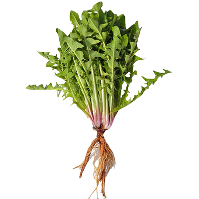 野菜种子大全种籽蒲公英板蓝根荠菜大叶荆芥马齿苋冬寒菜种苗孑