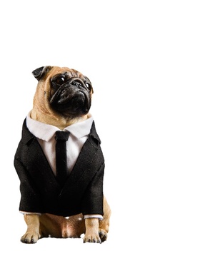 汽车摆件八哥犬手办狗摆件黑衣人