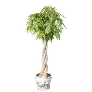 清香木盆栽树苗 驱蚊植物 胡椒木盆栽 室内老桩四季常青净化空气