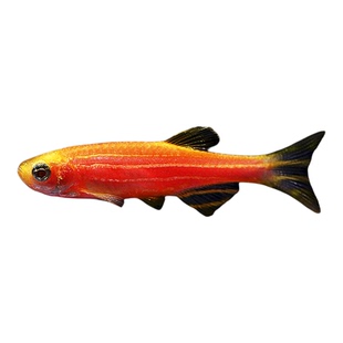 热带观赏鱼红蓝斑马鱼小型金鱼苗观赏鱼蝶翼精品孔雀红绿灯科活体