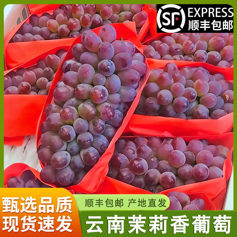 云南茉莉花香葡萄新鲜采摘大果应季节基地直发