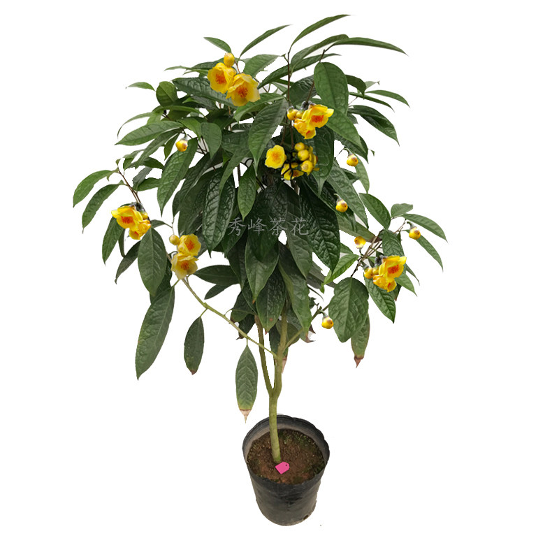 绿植茶花金黄色四季盆栽苗