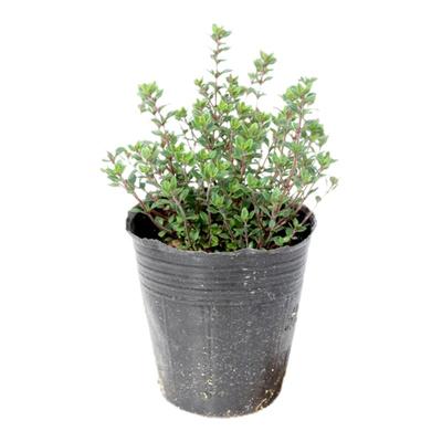百里香盆栽柠檬法国食用香草