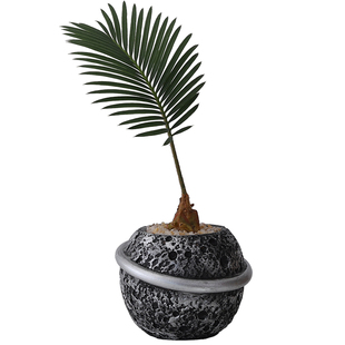 苏铁盆栽室内客厅植物办公室盆景铁树茶几书桌面禅意耐旱四季好养