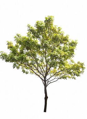 香樟树苗樟木大树四季常青防蚊虫