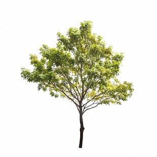 香樟树苗大树樟木庭院绿化四季常青南北方种植小叶龙脑樟驱蚊盆栽