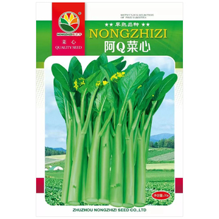 四九菜心种子广东菜心种籽白菜苔蔬菜种孑大全耐热青菜甜菜心种籽