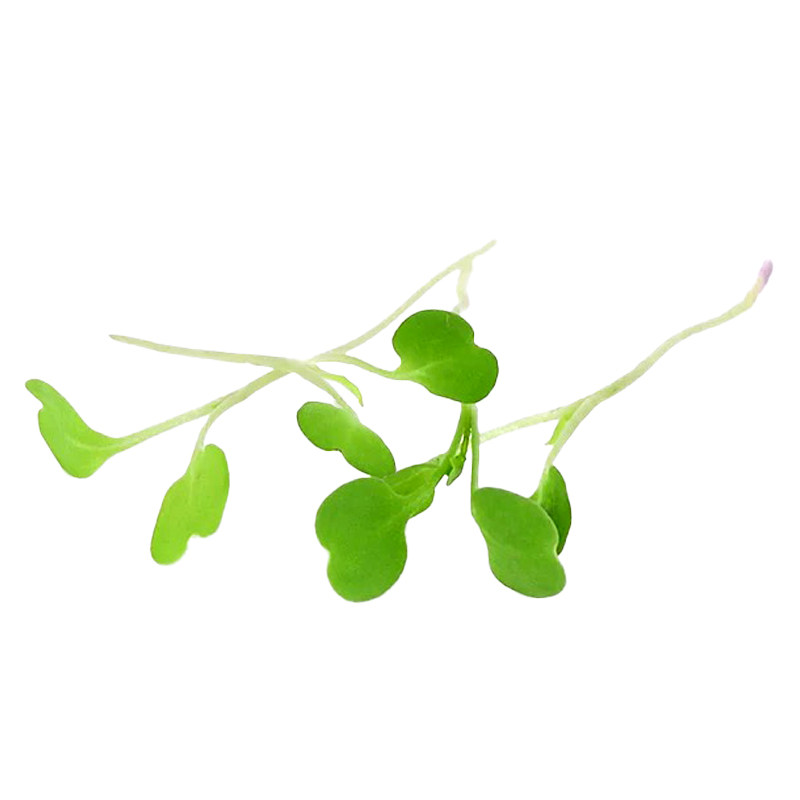 新鲜采摘芝麻苗现采发货物美价廉