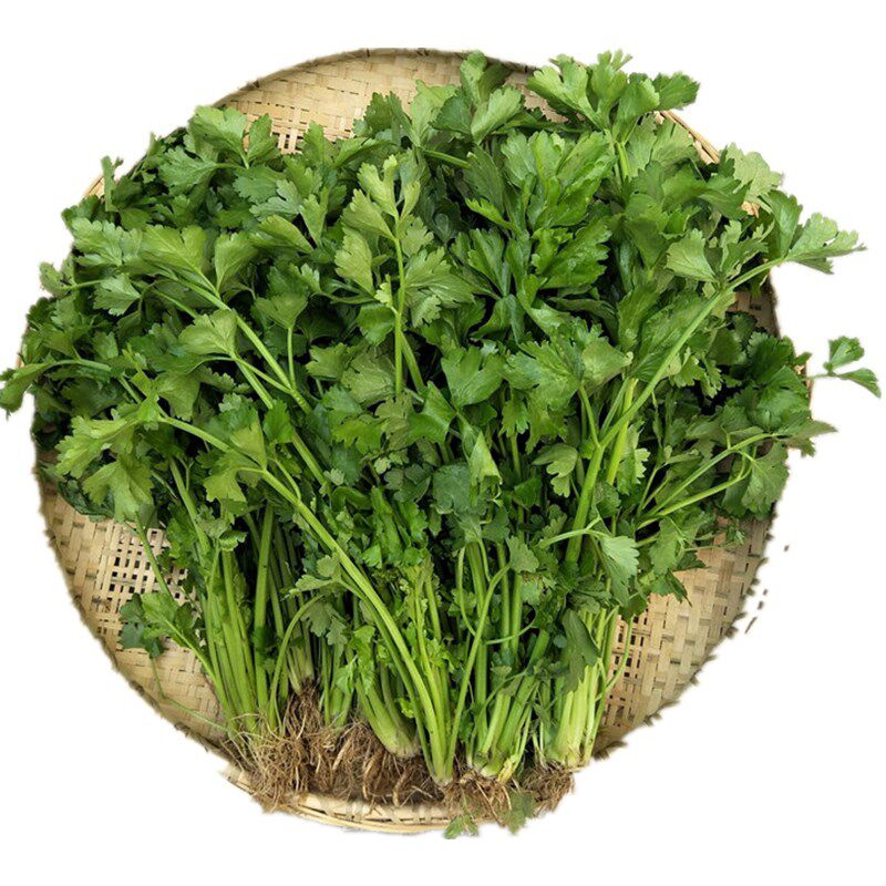 芹菜当季蔬菜新鲜西洋芹
