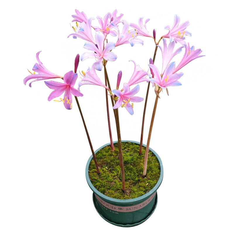 换锦石蒜 彼岸花种球 彼岸花种子 曼珠沙华盆栽 室内四季种植花卉