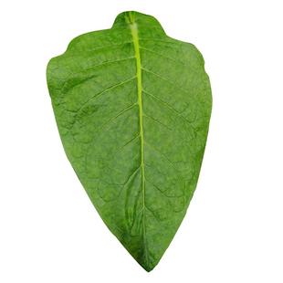 亚布力种子东北大叶关东旱老品种室外庭院春季易成活亚布力种籽