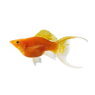 燕尾黑玛丽球鱼高帆金玛丽球皮球鱼小型热带胎生鱼银玛丽下崽狂魔