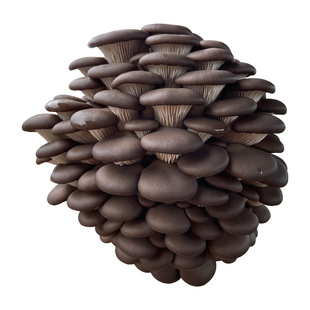 蘑菇种植菌种原种栽培养殖户农用批量盆一二三级食用平姬秀珍基地