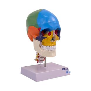 1:1医学高端人体头骨模型头颅骨解剖标本骨骼神经枕骨颈动脉模型