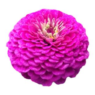 百日草花种籽子易活菊花种子矮杆易种庭院重瓣花籽室外内花卉