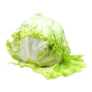 瑞丽结球生菜种子春季结球生菜种子生菜包心生菜沙拉叶球圆形四季