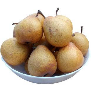 东北正宗尖把梨辽宁特产秋子梨冻梨葫芦尖把梨5斤酸甜软梨小酸梨