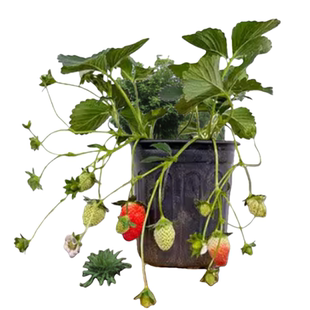 草莓盆栽带果可食用超大号草莓苗秧奶油丹东99草莓苗带盆阳台果树