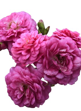 海蒂的花园微型月季浓香多头勤花