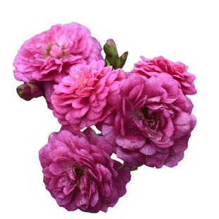 海蒂的花园 甜蜜马车微月浓香多头好养阳台庭院盆栽花卉植物花苗