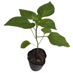 食用五彩椒七彩辣椒苗灯笼椒菜泡椒苗庭院盆栽四季种植带土粗壮苗
