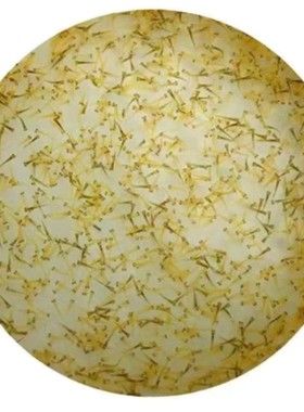 纯种日本锦鲤水花鱼苗活体红白大正三色昭和锦鲤丹顶绯写小鱼苗