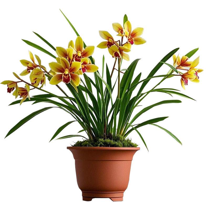 【建兰金盏】兰花苗四季兰名贵盆栽花卉植物室内兰草国兰浓香好养