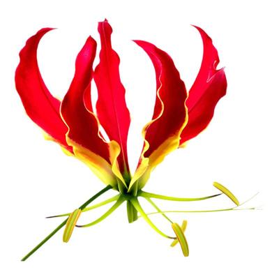 种花王大爷 嘉兰百合 品种攀援藤本植物裸根观赏花型艳丽栽培种球