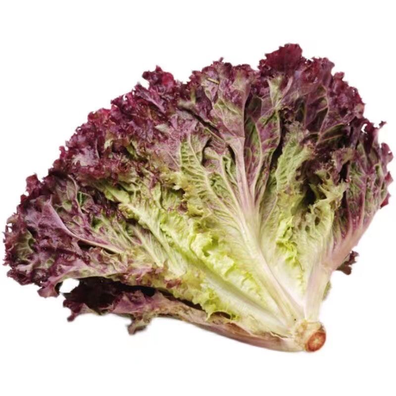 正宗紫生菜秧苗四季高产正宗