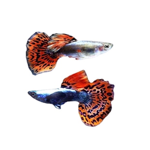 孔雀鱼小型观赏热带淡水好养耐活胎生凤尾金鱼苗精品小鱼缸宠物鱼