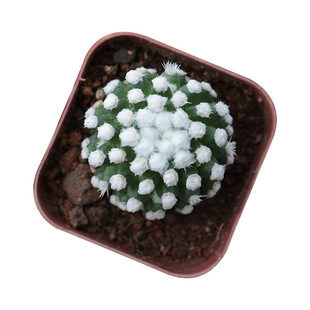 花田舍 明日香姬仙人球 乳突球粉花软刺易开花多肉植物室内小盆栽