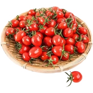 釜山99玲珑果88冰激凌红色樱桃番茄种子圣女果口小番茄种苗种苗