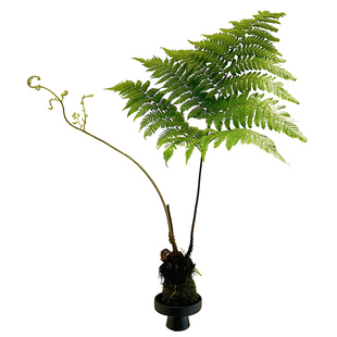 红磷蕨苔藓球盆栽办公室茶室玄关植物高级感创意绿植四季好养易活