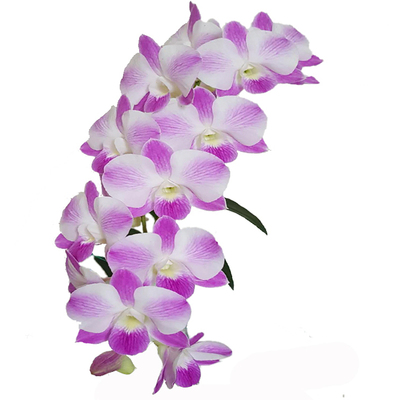 番茄雅韵堂切花石斛大花花序长