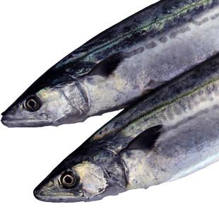 新鲜大马鲛鱼鲅鱼鲜活鲅鱼鲜海鱼青花鱼海鲜海捕礼盒装