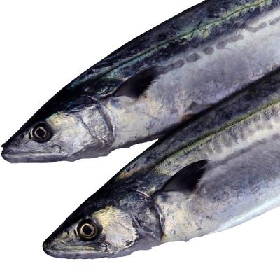 新鲜马鲛鱼鲅鱼鲜活青花鱼海鲜