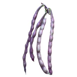 紫芸豆种籽紫架豆豆角种子豇豆春夏播四季豆高产种植大全老品种