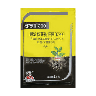 根福特解淀粉芽孢杆菌黄瓜水稻黄萎病稻瘟病角斑病野火病杀菌剂