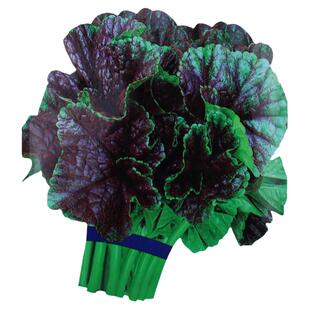 糯米冬寒菜种籽冬苋菜种子冬天菜种冬季籽种蔬菜苗青菜孑菜籽菜苗