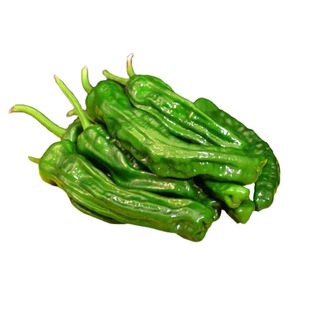 薄皮青椒苗带土秧苗不辣辣椒苗皱皮四季阳台盆栽菜园蔬菜秧苗