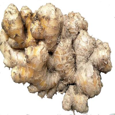 新鲜5斤焦作博爱老姜原料小黄姜