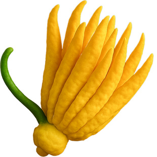 佛手柑水培植物带枝鲜果新鲜佛手瓜摆件室内水养绿植盆栽插花观赏