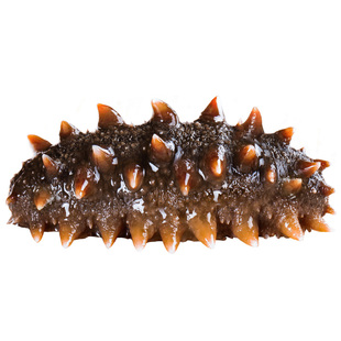 【鲜蒸海参即食】大连大连正宗辽刺参底播品质即食底播刺参30根装