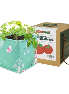 bloombagz从种子种起种植套装