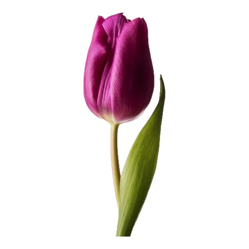 郁金香鲜花云南直发小花束水养
