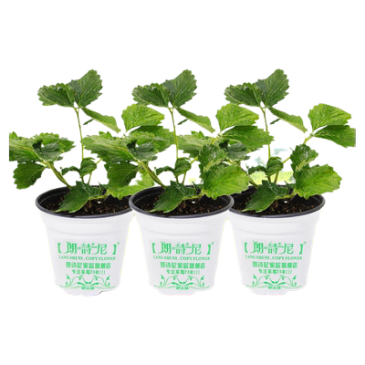 奶油草莓带花带果四季盆栽食用